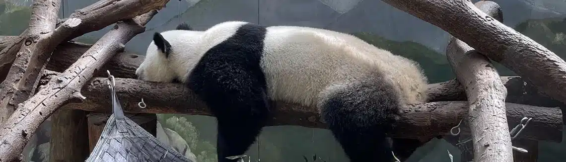 Panda Bear at Zoo Atlanta - Trails and Tap visits the metro Atlanta Zoo