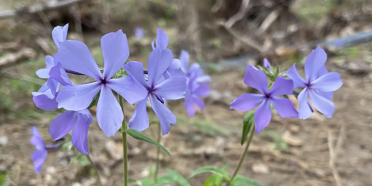 Wild Blue Phlox - A pollinator favorite!