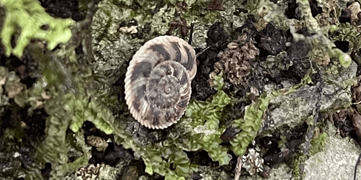 Cumberland Tigersnail spotted at Cathedral Caverns State Park