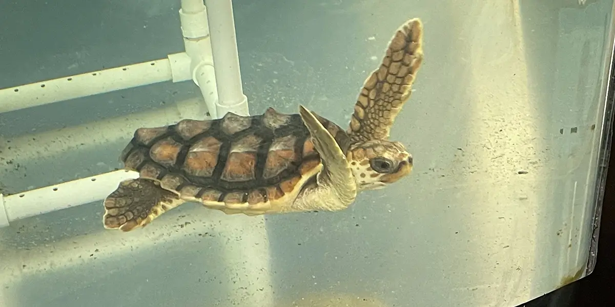 Sea turtle at Georgia Sea Turtle Center - Trails and Tap