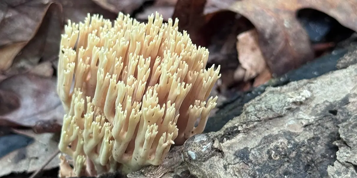 Coral Fungi spotted at Chattahoochee River National Recreation Area
