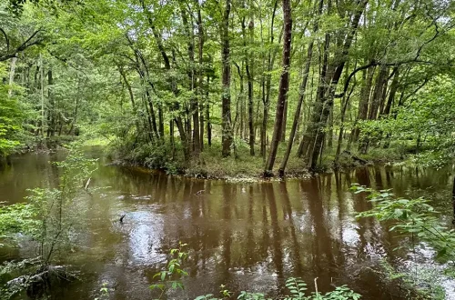 Timmerman Trail in Cayce, South Carolina