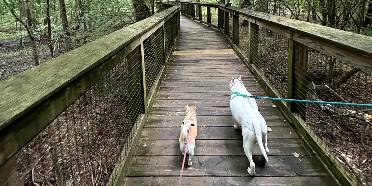 Along Timmerman Trail with Goldie and Invee